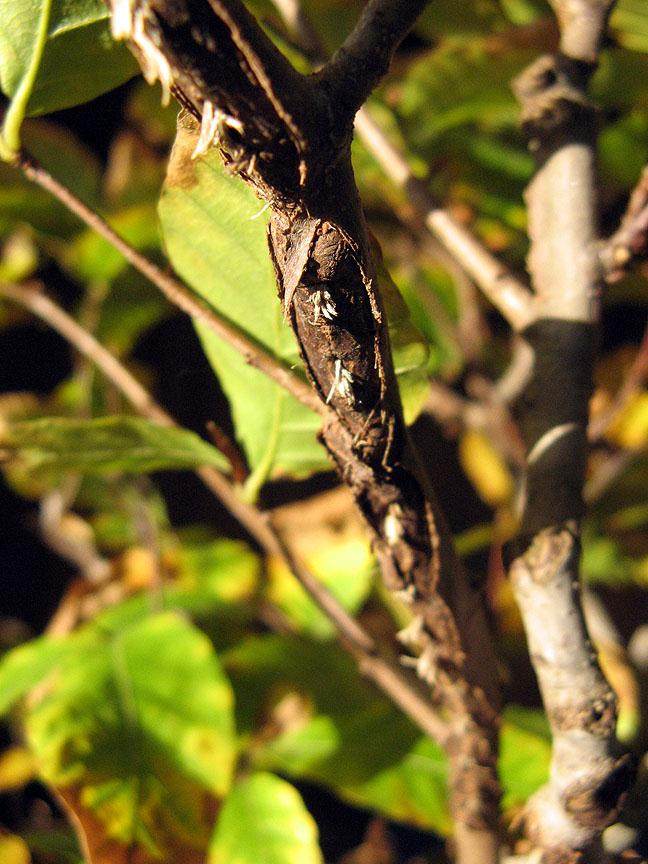 病虫防治 蝉对盆景的伤害