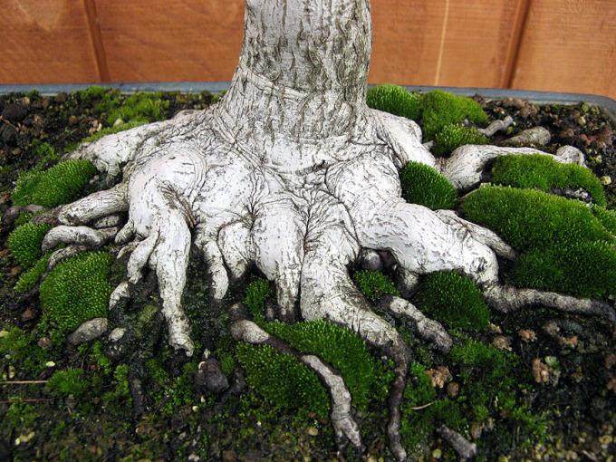 2011年10月 制作的一盆美国红枫盆景