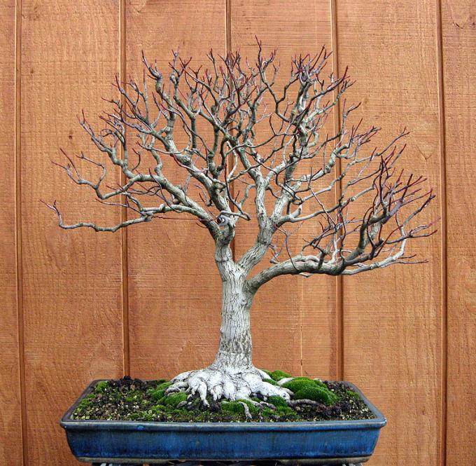 2011年10月 制作的一盆美国红枫盆景