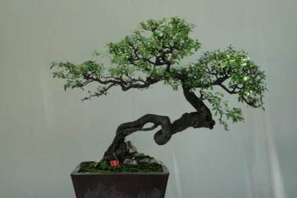 苏州举办的苏派盆景艺术展