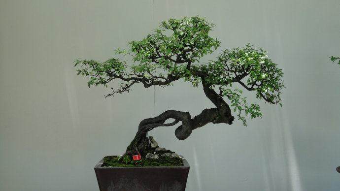 苏州举办的苏派盆景艺术展