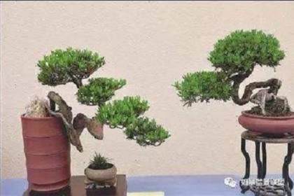 江苏通派盆景拟申请省级非遗