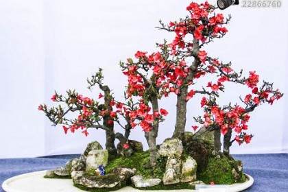 王如生我要让南通如派盆景艺术代代相传