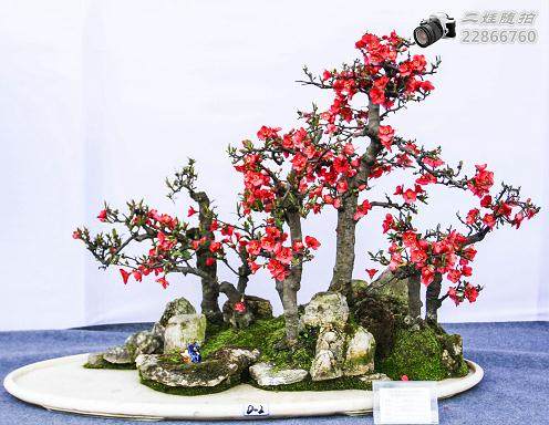 王如生:我要让南通如派盆景艺术代代相传