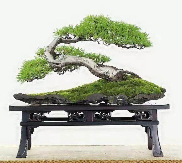 盆景初入门要从欣赏盆景开始