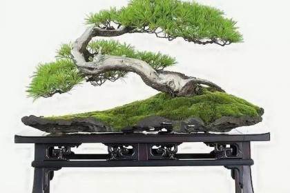 盆景初入门要从欣赏盆景开始