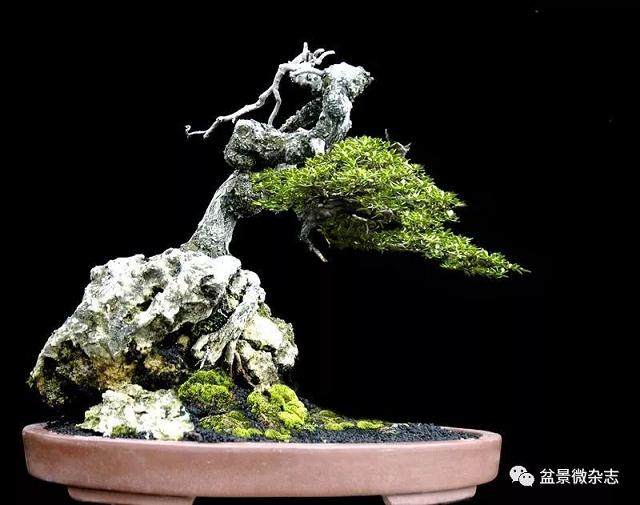 如何给盆景取富有个性的题名?