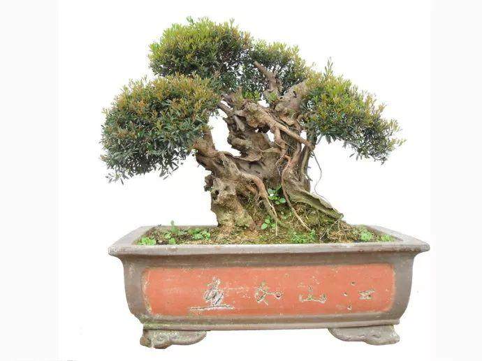 盆景素材推荐：三叶轮生小叶红芽赤楠