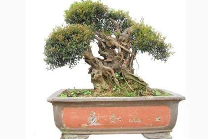 怎么制作三叶轮生小叶红芽赤楠盆景老桩