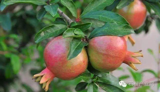 石榴盆景挂果后的修剪技巧