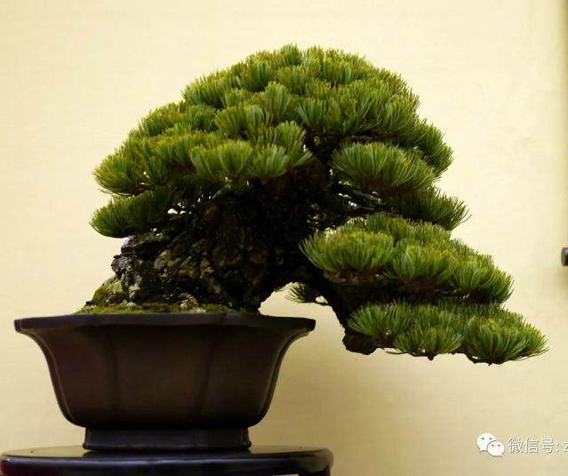 如何了解盆景动感与力感的产生原理？