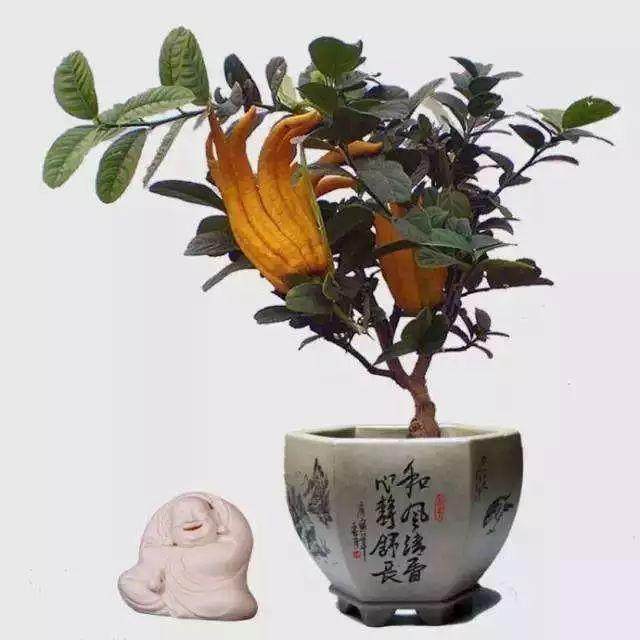 佛手盆景的繁殖方法与修剪整型