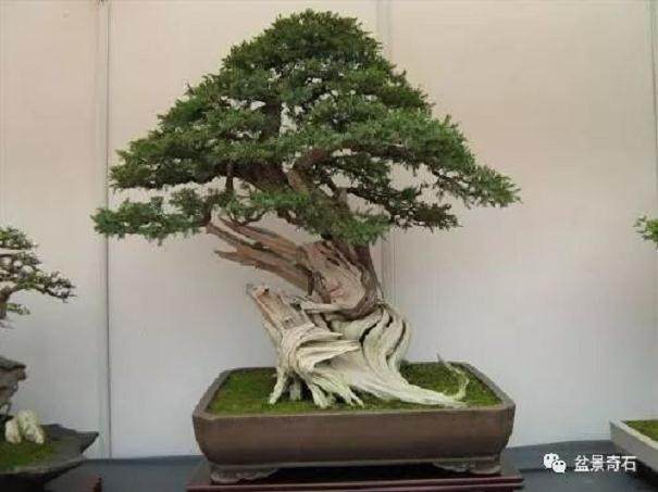 桧柏盆景的浇水施肥与修剪翻盆