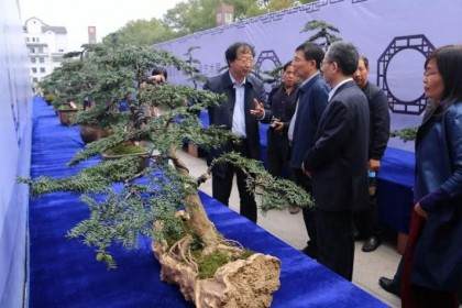 浙江第四届会稽山杯香榧盆景赛