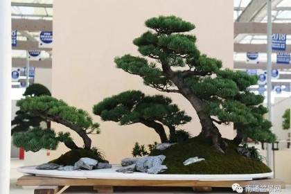 2019北京盆景选拔赛初选入围作品赏析