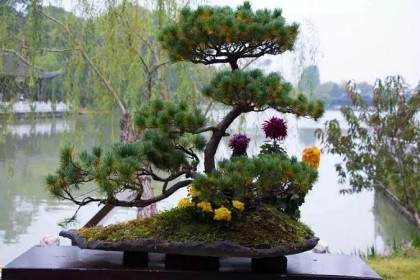 瘦西湖盆景插花展 这个秋天不容错过的美好花事