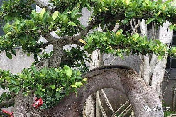 榕树盆景的浇水与修剪