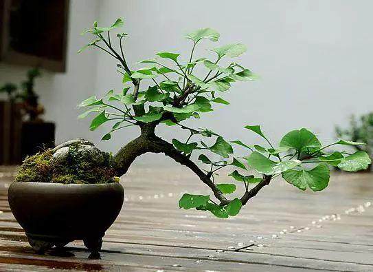 如何给银杏盆景设计出别样造型?