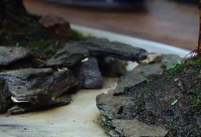 教大家如何用一块好的石头去组合成山石盆景