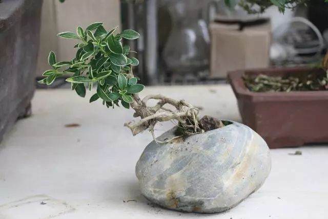 教大家如何用一块好的石头去组合成山石盆景