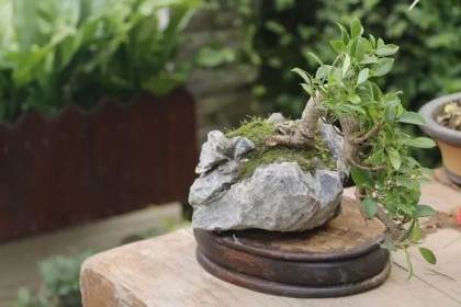 教大家如何用一块好的石头去组合成山石盆景