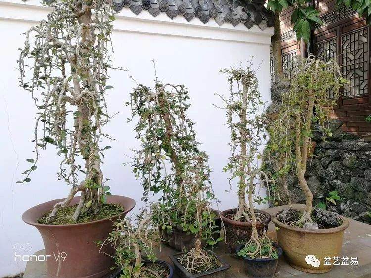 图解 刘传刚制作大型垂枝式树石盆景的方法