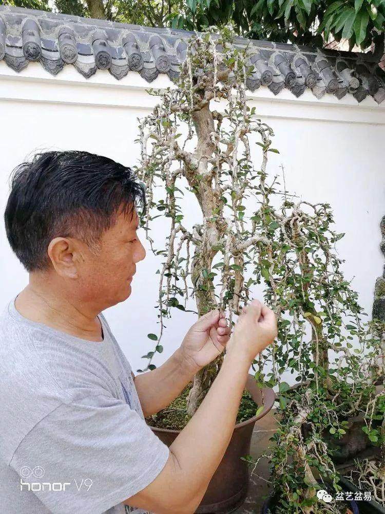 图解 刘传刚制作大型垂枝式树石盆景的方法