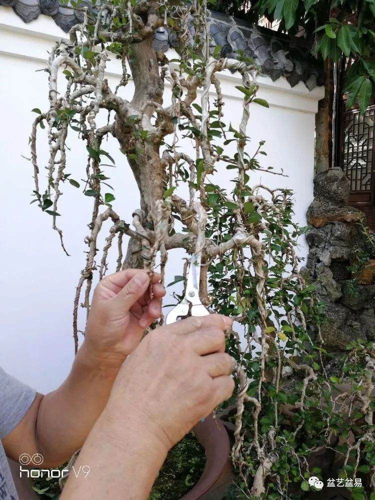 图解 刘传刚制作大型垂枝式树石盆景的方法