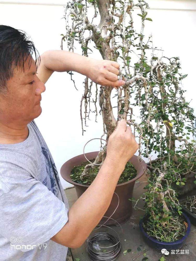 图解 刘传刚制作大型垂枝式树石盆景的方法