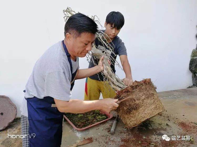 图解 刘传刚制作大型垂枝式树石盆景的方法