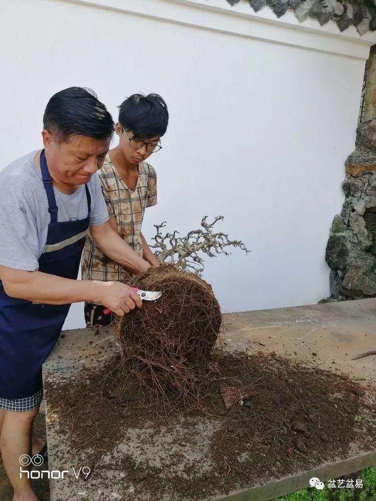 图解 刘传刚制作大型垂枝式树石盆景的方法