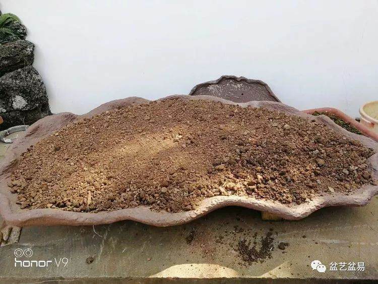 图解 刘传刚制作大型垂枝式树石盆景的方法