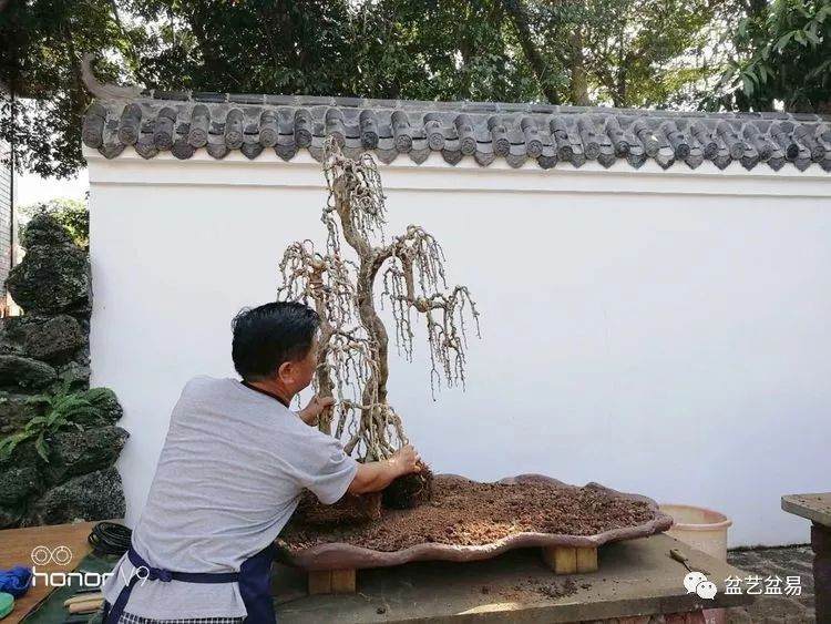 图解 刘传刚制作大型垂枝式树石盆景的方法