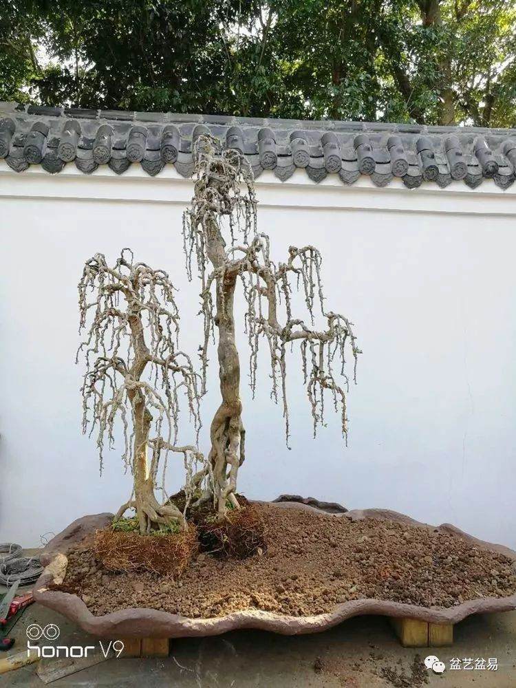 图解 刘传刚制作大型垂枝式树石盆景的方法