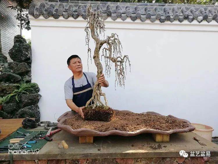 图解 刘传刚制作大型垂枝式树石盆景的方法