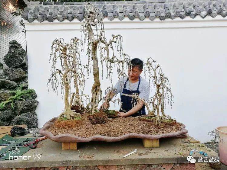 图解 刘传刚制作大型垂枝式树石盆景的方法