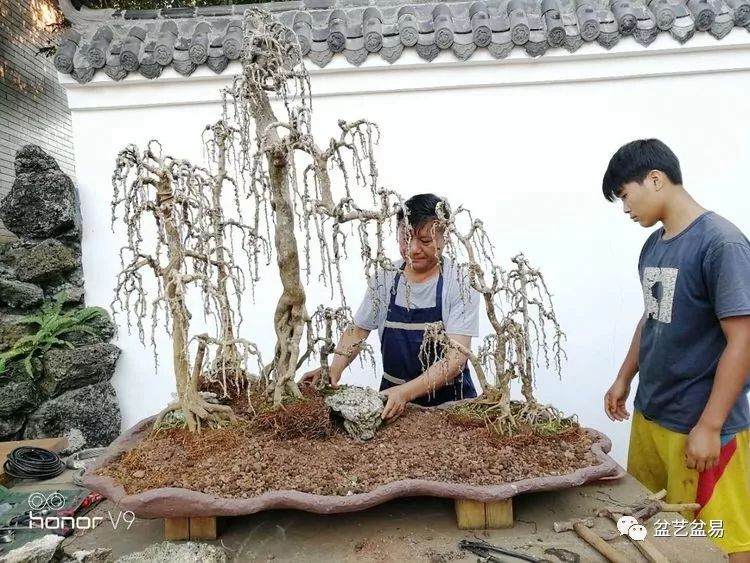 图解 刘传刚制作大型垂枝式树石盆景的方法