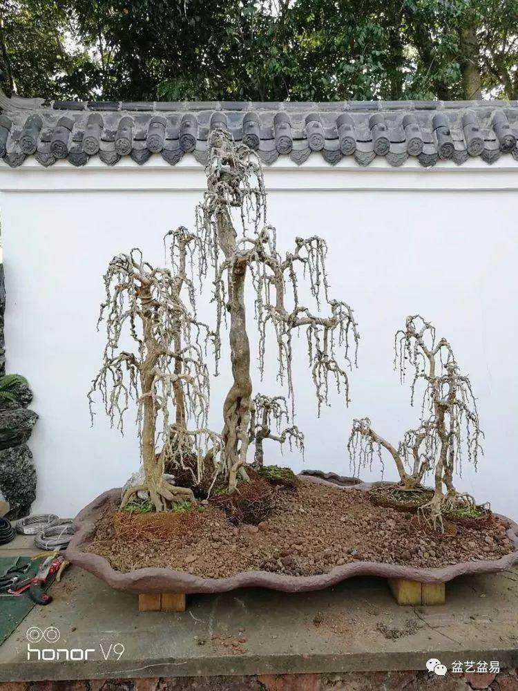 图解 刘传刚制作大型垂枝式树石盆景的方法