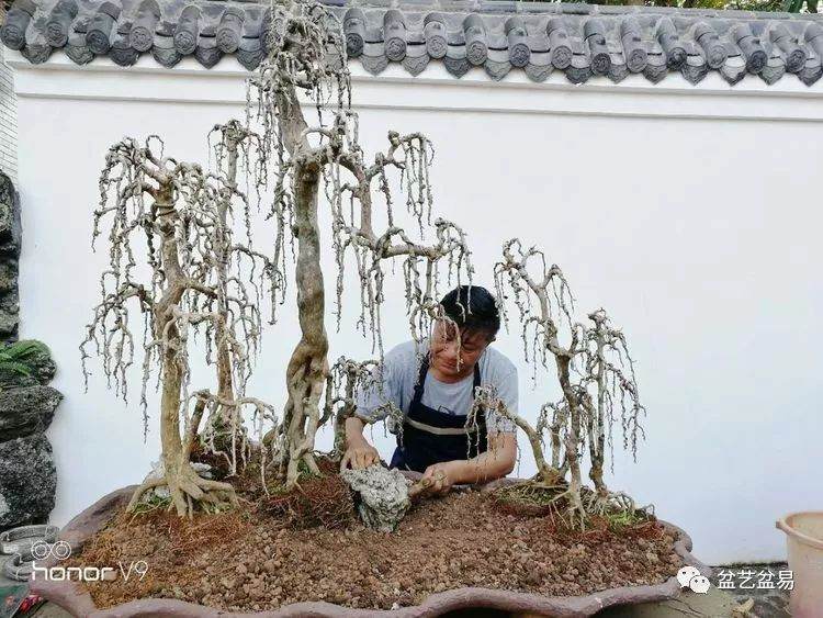 图解 刘传刚制作大型垂枝式树石盆景的方法