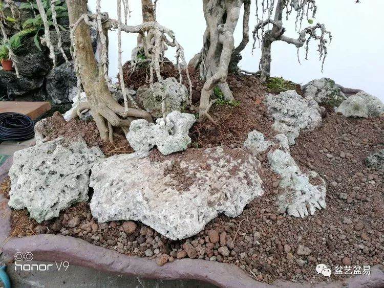 图解 刘传刚制作大型垂枝式树石盆景的方法