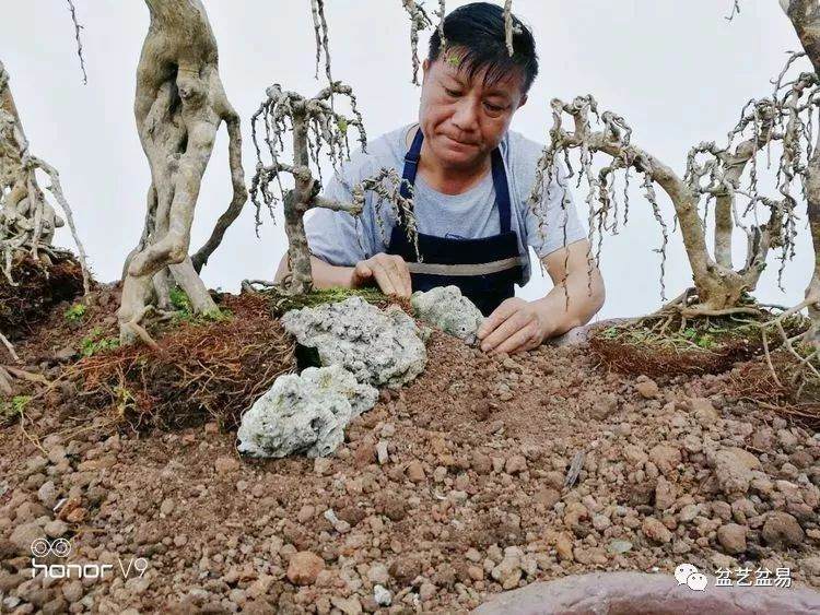 图解 刘传刚制作大型垂枝式树石盆景的方法