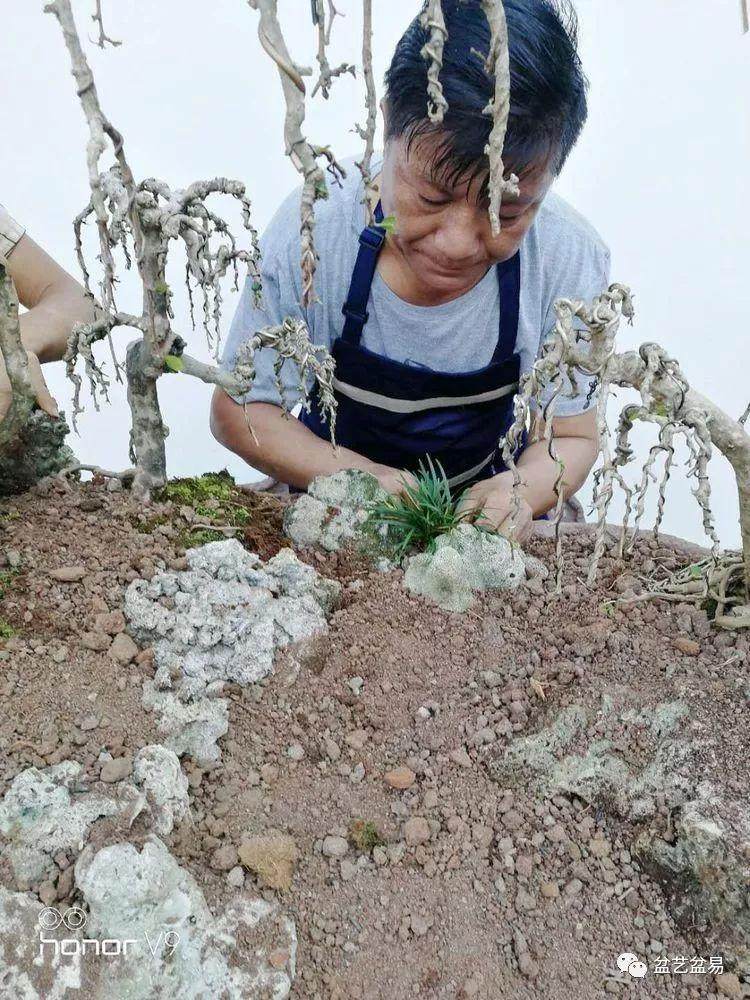 图解 刘传刚制作大型垂枝式树石盆景的方法