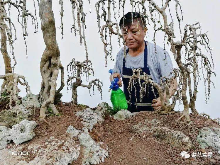 图解 刘传刚制作大型垂枝式树石盆景的方法