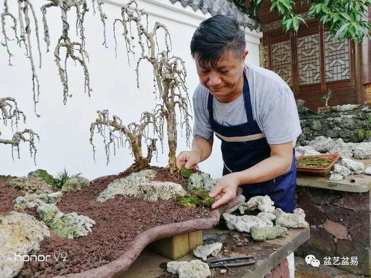 图解 刘传刚制作大型垂枝式树石盆景的方法