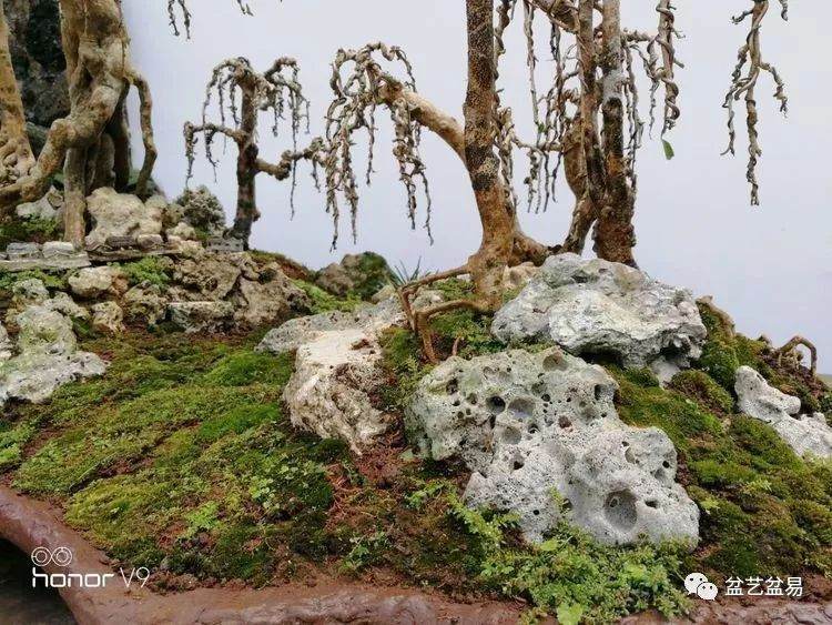 图解 刘传刚制作大型垂枝式树石盆景的方法