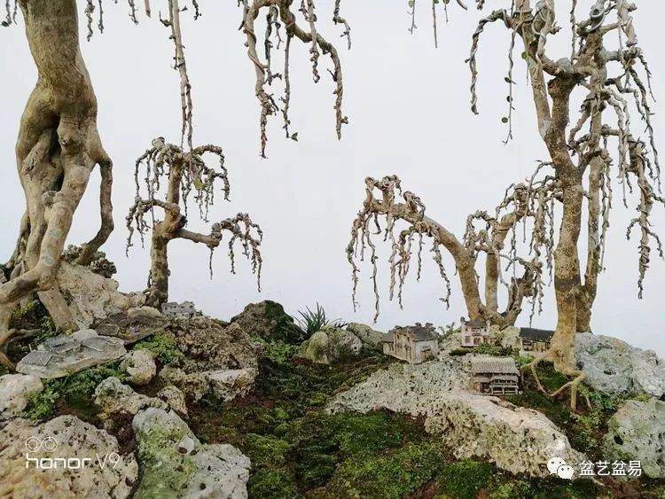 图解 刘传刚制作大型垂枝式树石盆景的方法