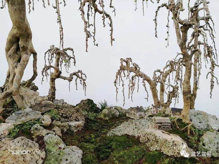 图解 刘传刚制作大型垂枝式树石盆景的方法