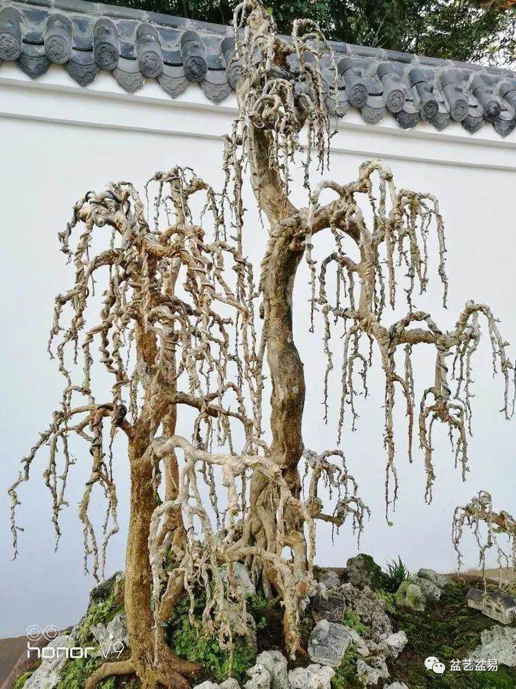 图解 刘传刚制作大型垂枝式树石盆景的方法