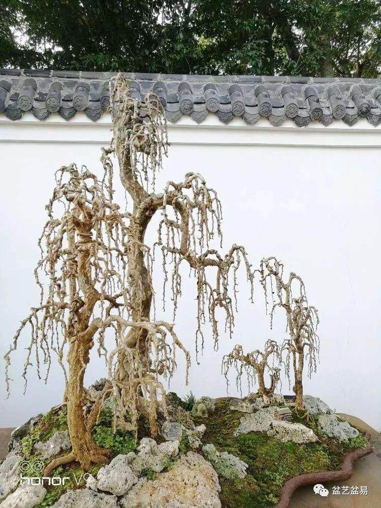 图解 刘传刚制作大型垂枝式树石盆景的方法