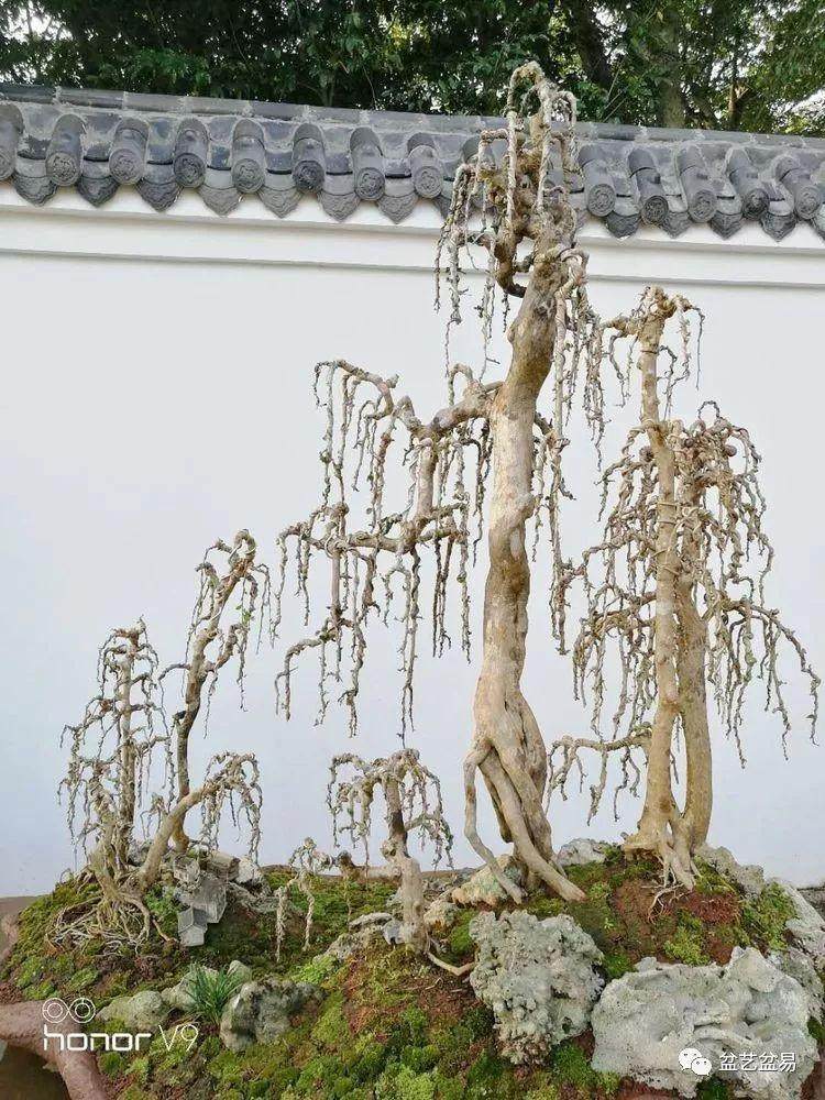 图解 刘传刚制作大型垂枝式树石盆景的方法